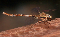 Acanthaeschna victoria