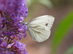 Pieris napi