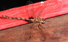 Acanthaeschna victoria