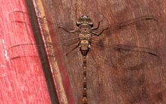 Acanthaeschna victoria