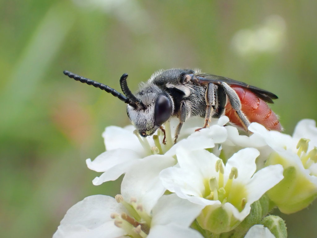 White-lipped Blood Bee, photo 1 of 10