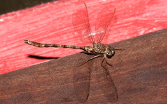 Acanthaeschna victoria