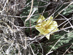 Oenothera primiveris