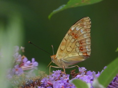 Argynnis adippe cleodoxa