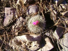Thelocactus macdowellii