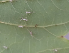 Myzus persicae