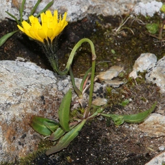 Scorzoneroides montana