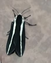 Rajendra perrottetii