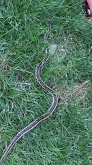 Thamnophis radix