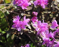 Rhododendron lapponicum