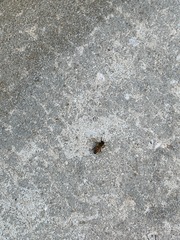 Apis mellifera