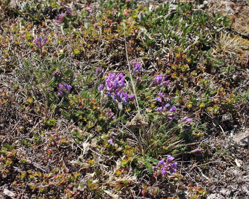 Oxytropis borealis var. hudsonica