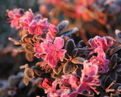Rhododendron lapponicum