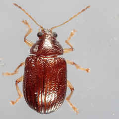 Rhabdopterus