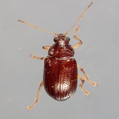 Rhabdopterus