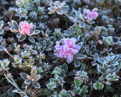 Rhododendron lapponicum
