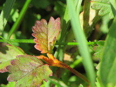 Phragmidium sanguisorbae