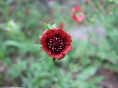 Potentilla thurberi