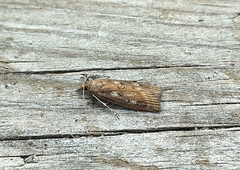 Occidentalia comptulatalis