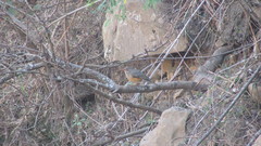 Turdus libonyana peripheris
