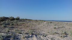 Convolvulus persicus