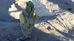 Convolvulus persicus