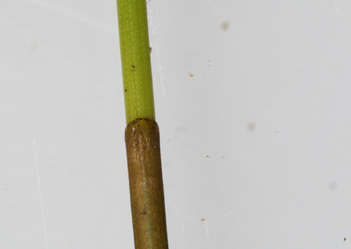 Pelkinis duonis nuotrauka