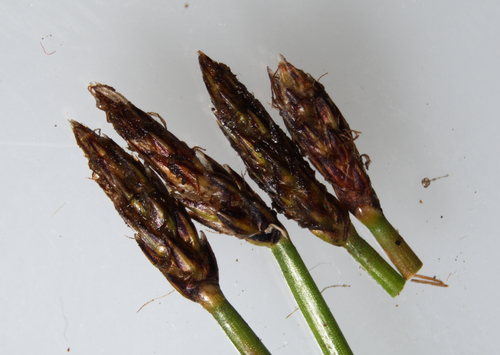 Pelkinis duonis nuotrauka