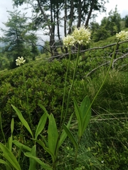 Allium victorialis