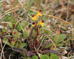 Pedicularis flammea