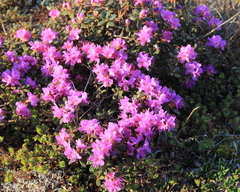 Rhododendron lapponicum