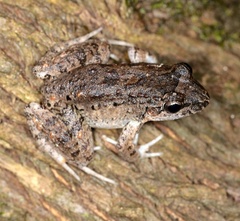 Anura