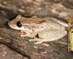 Anura