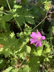 Geranium palustre