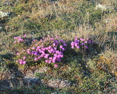 Rhododendron lapponicum