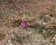 Rhododendron lapponicum