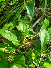 Dioscorea villosa