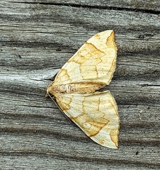 Eulithis propulsata
