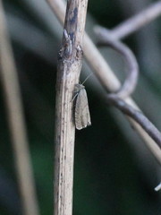 Dichrorampha plumbana