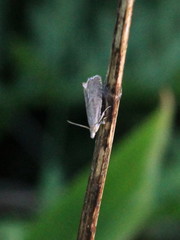 Dichrorampha plumbana