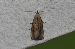 Thopeutis forbesellus