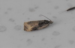 Olethreutes connectum