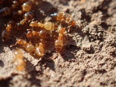 Crematogaster natalensis dulcis