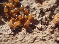 Crematogaster natalensis dulcis