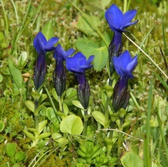 Gentiana bavarica