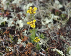 Draba alpina