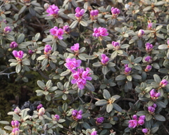 Rhododendron lapponicum