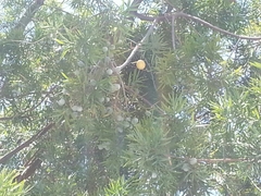 Afrocarpus falcatus