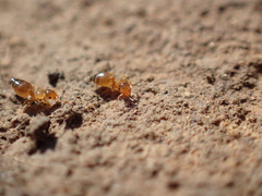 Crematogaster natalensis dulcis