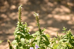 Teucrium canadense occidentale